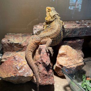 Meet your Posher, Anne